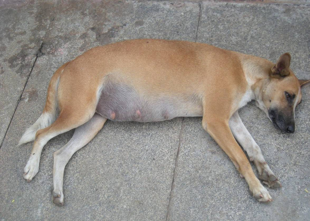 Fakta a mýty o torzi žaludku